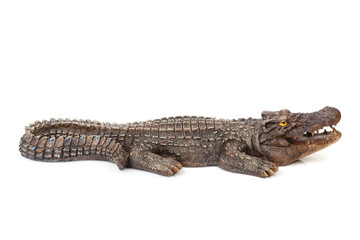 Wildlife crocodile open mouth