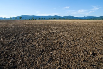 Field