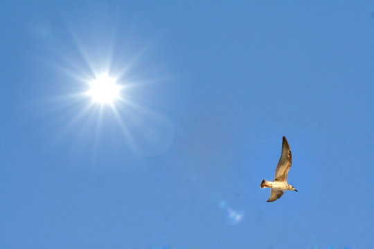 Flug in die Freihet
