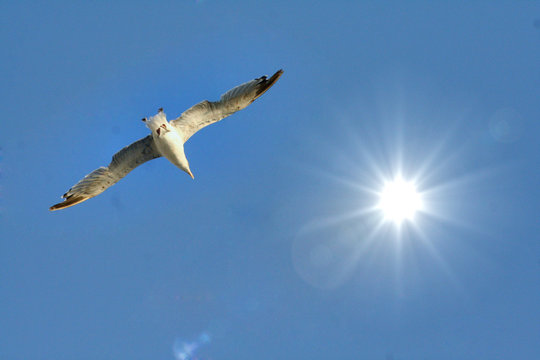 Flug in die Sonne
