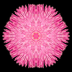 Obraz premium Pink Purple Mandala Flower Kaleidoscope Isolated on Black