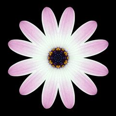 Pink Purple Mandala Flower Kaleidoscope Isolated on Black