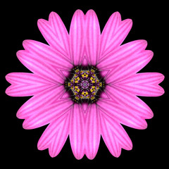 Purple Mandala Flower Kaleidoscope Isolated on Black