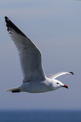 seagull flying on the sea