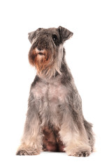Zwergschnauzer Hündin sitzend