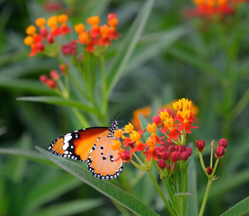 colorful butterfly on orange flower