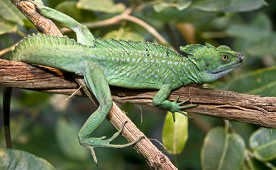 Green basilisk