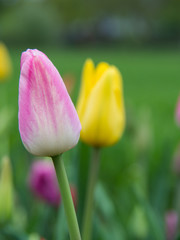Tulpen1