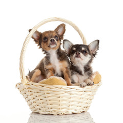 Lovely adorable chihuahua puppies