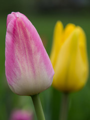 Tulpen2