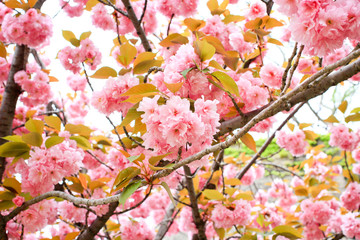 Cherry blossom, sakura, in spring of Japan