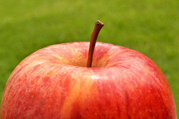 apple with grass background