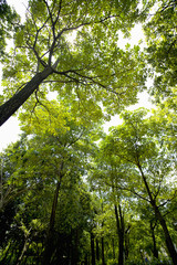Fototapeta premium The image of beautiful nature in Asia