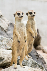 Two Meerkats or Suricates  (Suricata suricatta)