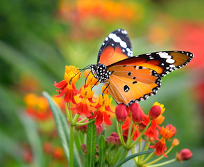 Fototapeta na wymiar Butterfly on orange flower