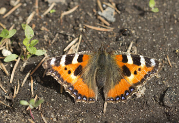 Бабочка Крапивница (Aglais urticae)