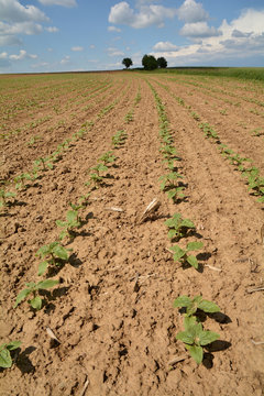 Champs de tournesol avant floraison