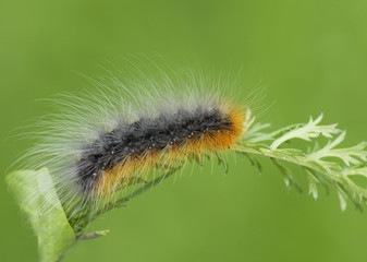 Гусеница пылающей медведицы Кайя