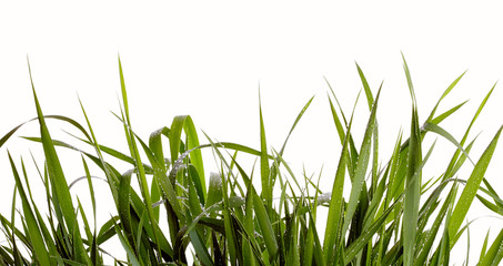 Green grass isolated on white background © Nik_Merkulov