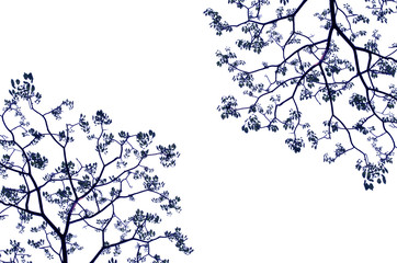 leaf isolated on white background