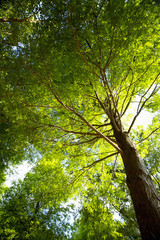 The image of beautiful nature in Asia