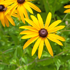 Sonnenhüte - Rudbeckia fulgida