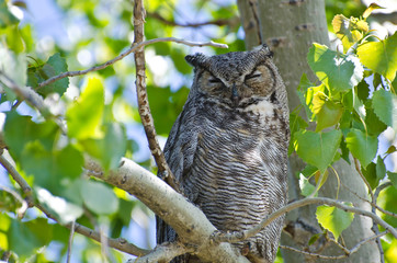 Great Horned Owl Perched on a Branch in a Tree