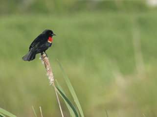 Red-Winged Blackbird in BC