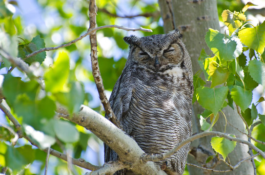 Great Horned Owl Perched on a Branch in a Tree - Powered by Adobe