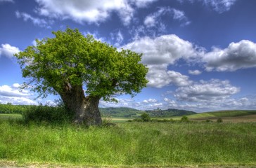 Landschaft Oberfranken 1000 jährige Eiche