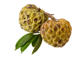 Annona