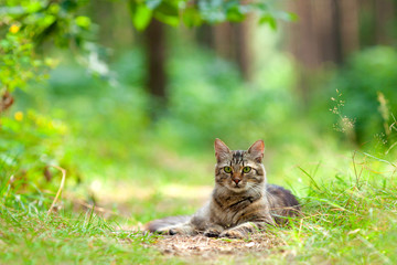 Naklejka na ściany i meble Beautiful cat relaxing outdoors in the pine forest