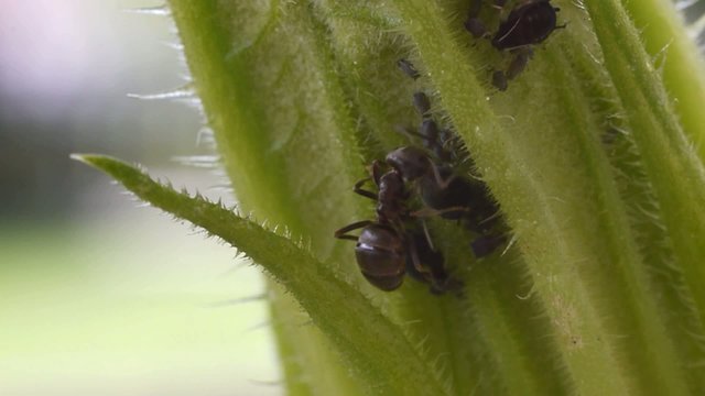 ant taking honeydew of aphids