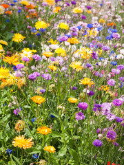 Blumenwiese