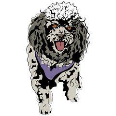 Poodle Sketch