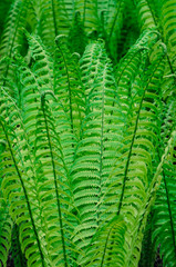 green fern