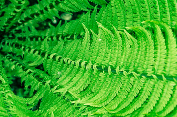green fern