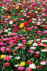 Buntes Blumenbeet
