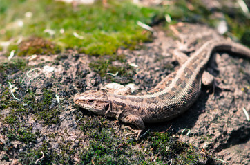 lizard