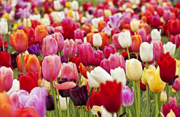 Tulpenfeld
