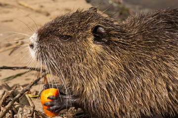 Nutria