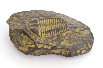 Paleozoic trilobites © Arousa