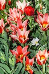 Tulpenbeet