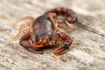 Close up macro image of devil scorpion (Vaejovis carolinianus) 