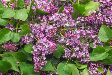 Branches  of  lilac  over the water