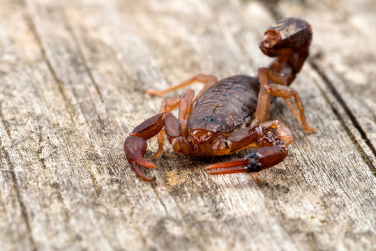 Close up macro image of devil scorpion (Vaejovis carolinianus) 