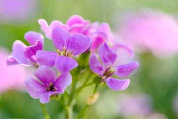 Fototapeta na wymiar Purple flowers.