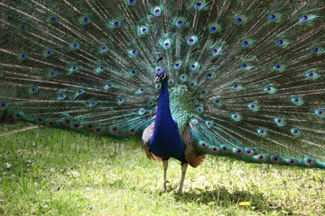 Obraz premium male peacock (Pavo cristatus)
