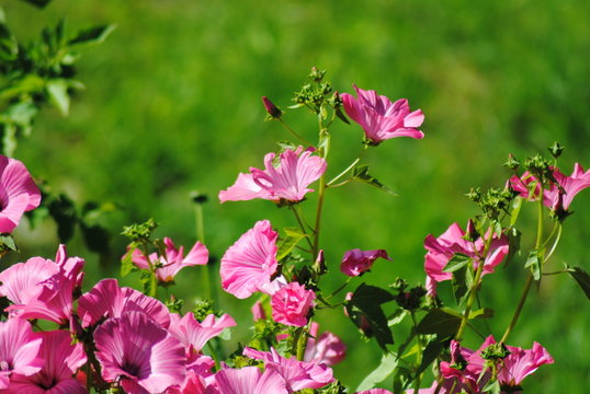 Malva