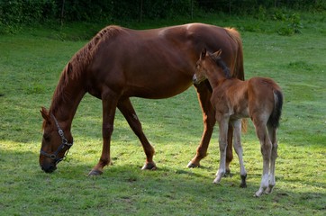 foal and mother in field